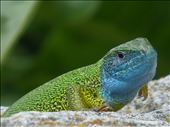 A green lizard on the citadel walls.: by steve_and_emma, Views[361]