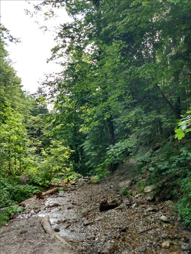 A forest track from Busteni to Sinaia.