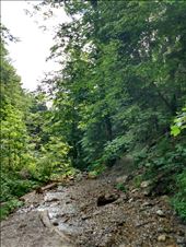 A forest track from Busteni to Sinaia.: by steve_and_emma, Views[276]