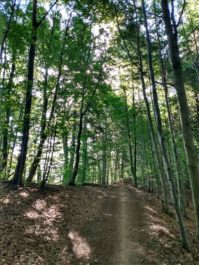 Hiking through the forest from Azuga.