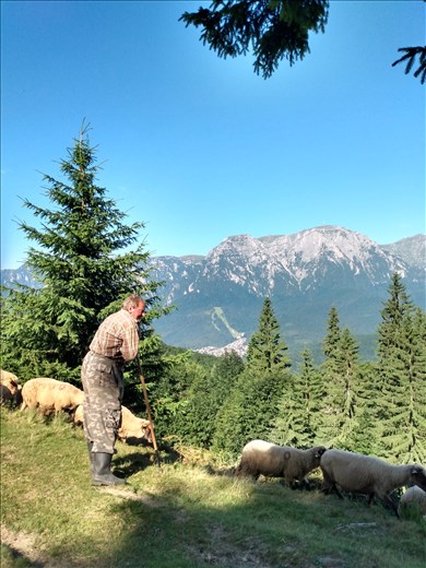 A local shepherd herding his flock.