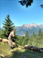A local shepherd herding his flock.: by steve_and_emma, Views[231]