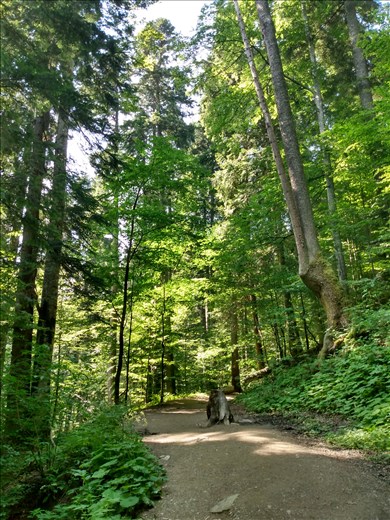 Back into the forest as we got closer to being back in Busteni.
