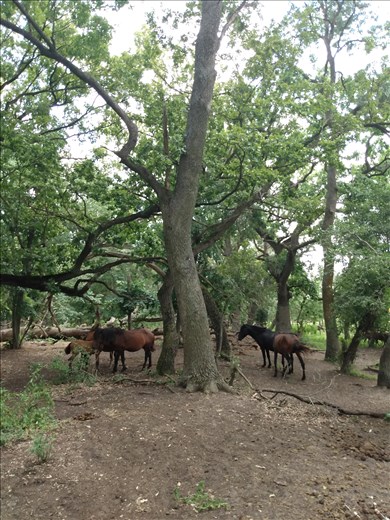 Walking in the forest on Letea to find the wild horses.