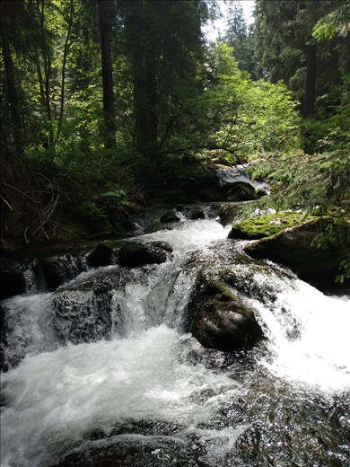 We headed further up the track into the forest for a picnic by the river.