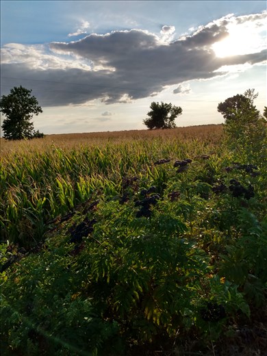 The Hungarian countryside flashed by - not ! It was a slow trip back.