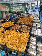 An array of mushrooms in Leuven market.: by steve_and_emma, Views[279]