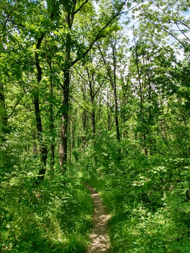 We had a nice walk in the forest.