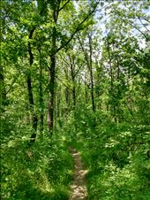 We had a nice walk in the forest.: by steve_and_emma, Views[381]