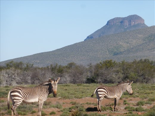 The iconic Mountains Zebras for which this beautiful park is named after.
