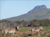 The iconic Mountains Zebras for which this beautiful park is named after.: by steve_and_emma, Views[251]
