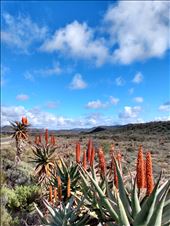 Route 62 on the way to Barrydale.: by steve_and_emma, Views[369]