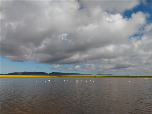 Flamingos on a lagoon near Witsand.