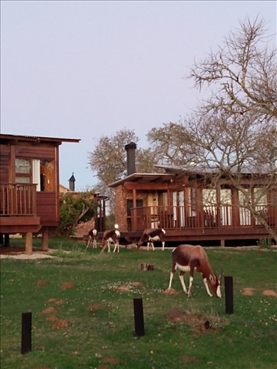 The locals paid us a visit.