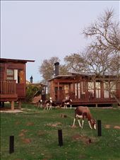 The locals paid us a visit.: by steve_and_emma, Views[198]