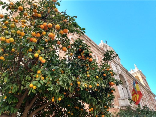 Oranges in Valencia, who'd have thought that?
