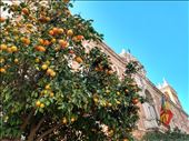 Oranges in Valencia, who'd have thought that?: by steve_and_emma, Views[220]