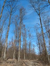 Hiking through the forest outside Keszthely.: by steve_and_emma, Views[211]