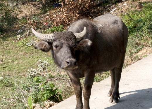 Oxen stood in the middle of a path near Stanley beach.
