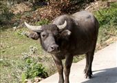 Oxen stood in the middle of a path near Stanley beach.: by stevegarner, Views[164]