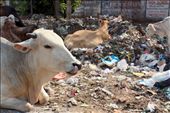 The culture of India is often best described in its smells. Cows are sacred animals in India, and therefore roam the streets eating from the masses of waste. : by stevensheehy, Views[1287]