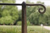 Strolling in the Johanna Park and capturing another metal fence.: by stpi1977, Views[279]