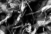 Tree Roots: by studiounderdog, Views[200]