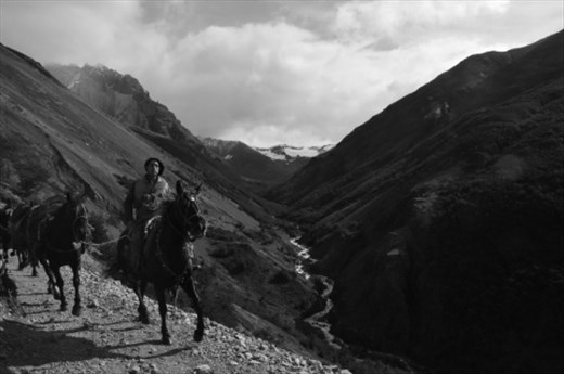 Mules returning from refugio Chileno in Torres del Paine National Park
