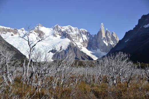 A Patagonian forest with Cerro Torre watching over, El Chalten National Park.