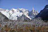A Patagonian forest with Cerro Torre watching over, El Chalten National Park.: by stuwelly, Views[287]