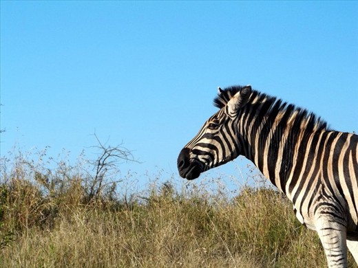 Seeing a zebra for the first time