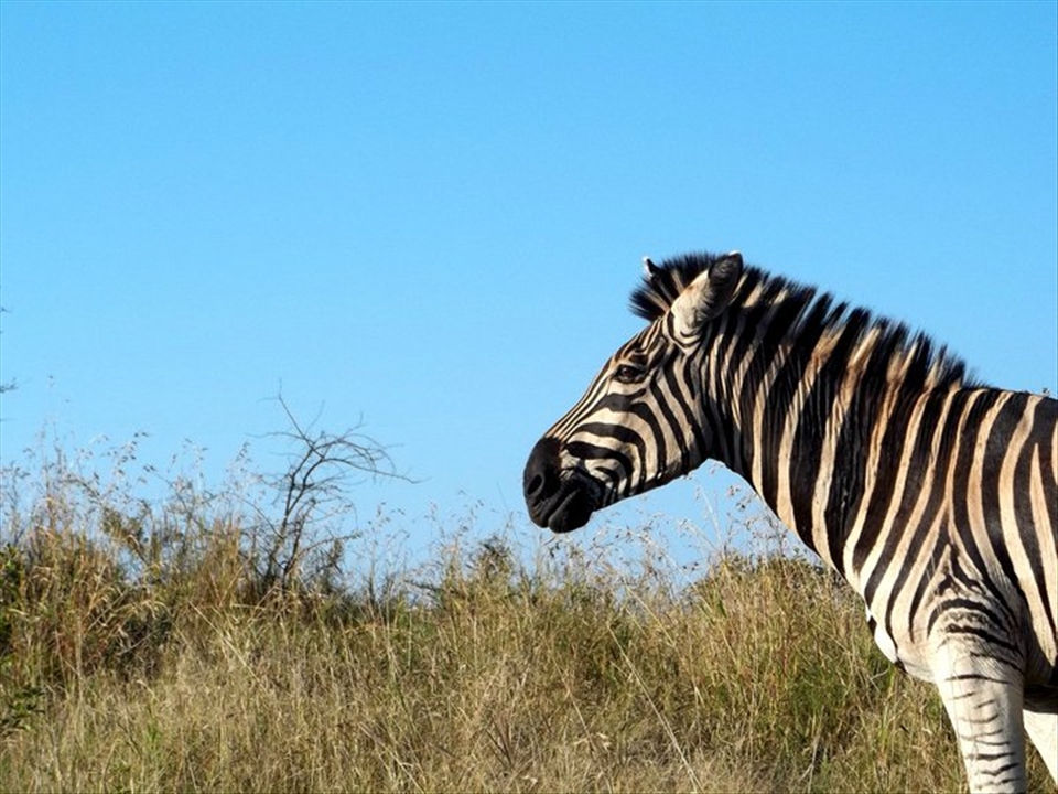 Seeing a zebra for the first time