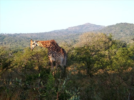 Tallest one of the jungle