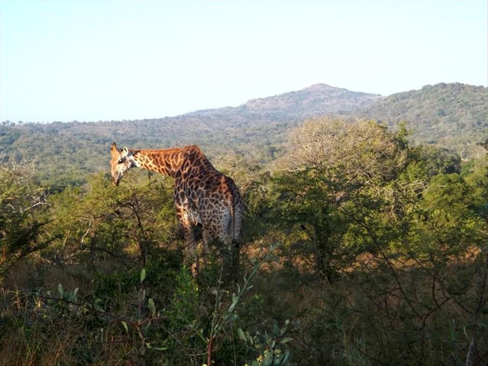 Tallest one of the jungle