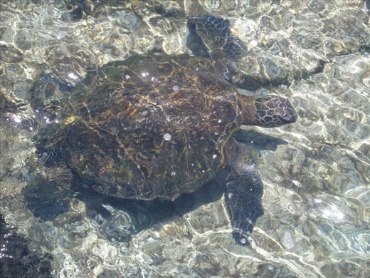 Going to Richardsons, a beach on the big island. I saw this turtle swimming in a tide pool and I wanted to get a good photo of him from a top view.