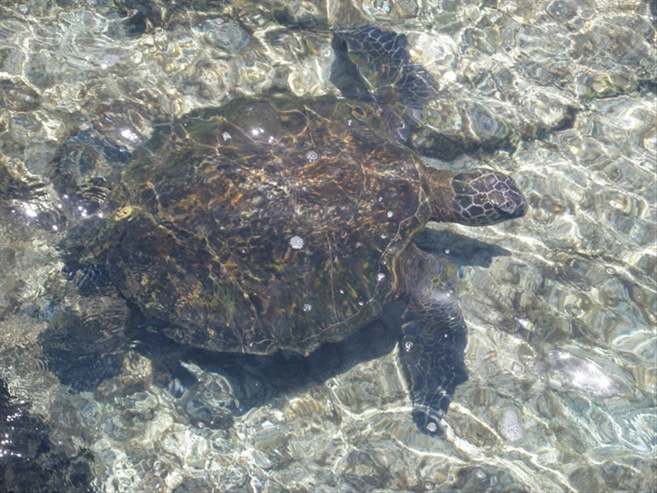 Going to Richardsons, a beach on the big island. I saw this turtle swimming in a tide pool and I wanted to get a good photo of him from a top view.