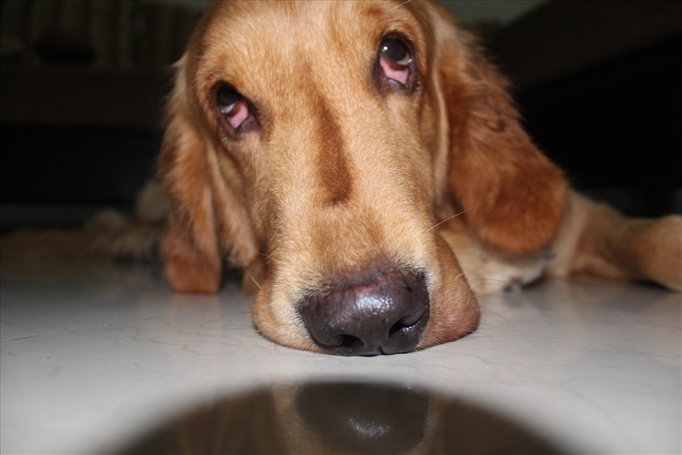 Eyes are the mirror of the soul.