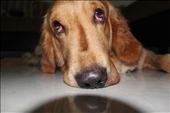 An animals eyes have the power to speak a great language.: by sunayna1983, Views[336]