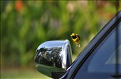 Male Sunbird flirting with himself in the mirror.: by sunbird, Views[367]