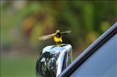 Satisfied with all, he prepares to takeoff.: by sunbird, Views[234]