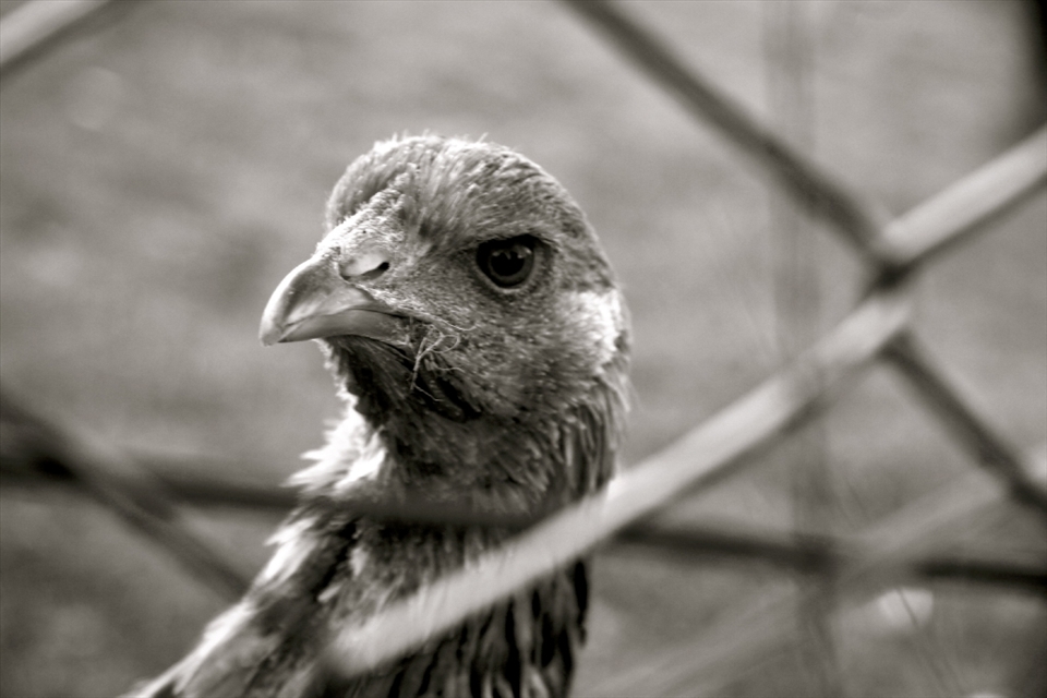 Whilst walking through the allotments not far from home, I was mesmerized my the chickens which were kept in some of them.