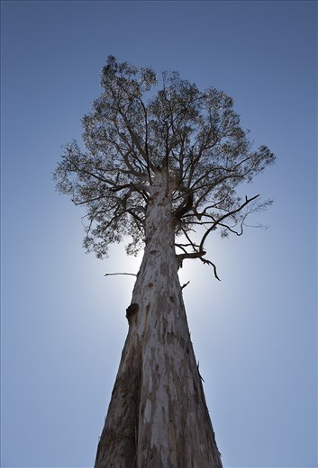 A solitary giant Eucalytpus regnans stands in what was once lush, thick forest. Symbolic of the area, Toolangi State Forest has been ravaged by recent clear-fell logging activity.