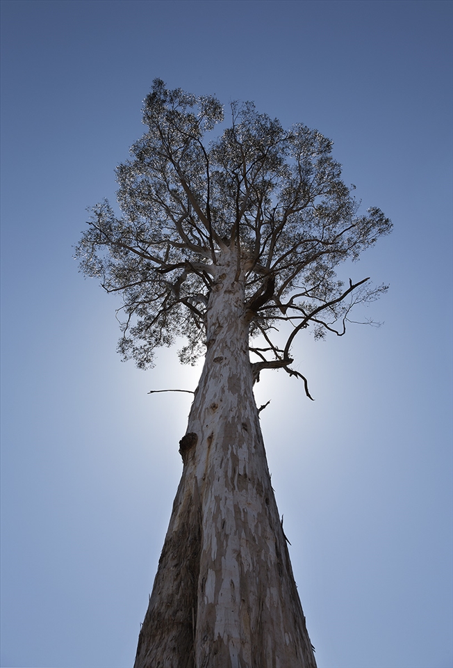 A solitary giant Eucalytpus regnans stands in what was once lush, thick forest. Symbolic of the area, Toolangi State Forest has been ravaged by recent clear-fell logging activity.