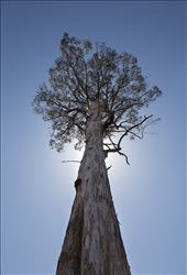 A solitary giant Eucalytpus regnans stands in what was once lush, thick forest. Symbolic of the area, Toolangi State Forest has been ravaged by recent clear-fell logging activity.: by sunnynyssen, Views[526]