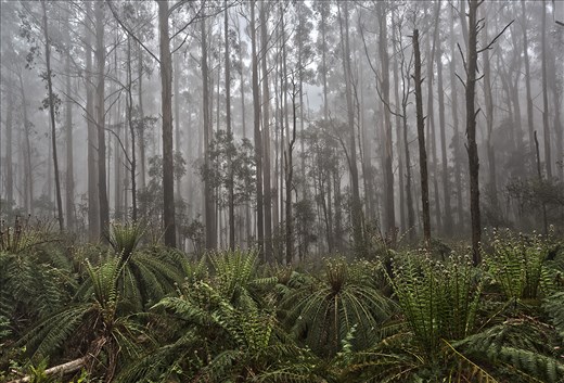 Toolangi State Forest, located in the Central Highlands of Victoria is a cool temperate forest making it highly carbon dense. Unlike the rainforests of the tropics the organic matter in these forests take a relatively slow time to decay.