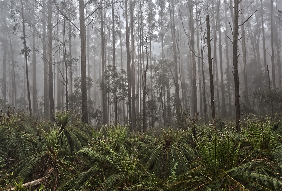 Toolangi State Forest, located in the Central Highlands of Victoria is a cool temperate forest making it highly carbon dense. Unlike the rainforests of the tropics the organic matter in these forests take a relatively slow time to decay.