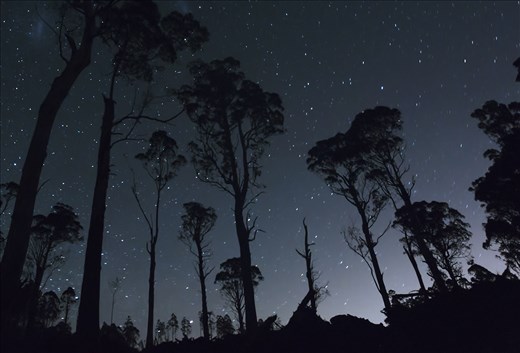 An apocalyptic vision of what remains after the loggers are gone