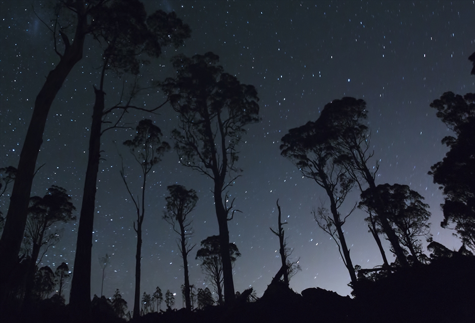 An apocalyptic vision of what remains after the loggers are gone