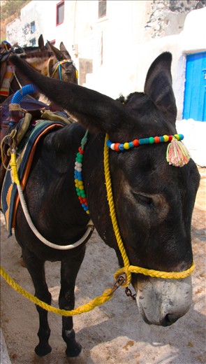 Not all smiles on the Donkey trail, there was a certain sadness in its eyes as it waited for someone to ride it.