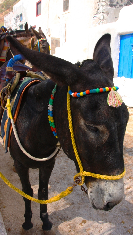 Not all smiles on the Donkey trail, there was a certain sadness in its eyes as it waited for someone to ride it.